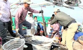 'Tuần trăng mật' biển Tây, ngư dân kiếm bộn tiền