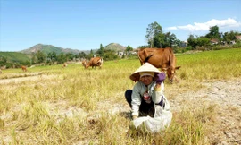 Bà H’ Nghen Niê (buôn Phung xã Cư Pui) cho bò ăn cả 5 sào lúa