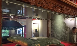 Mẫu vật cụ rùa tại đền Ngọc Sơn Ảnh: NGUYỄN HOÀI 