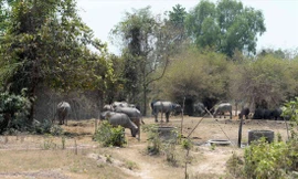 Dự án Thảo Cầm viên Sài Gòn (Safari) thu hồi đất hơn 15 năm qua nhưng bỏ hoang, trong khi hàng trăm hộ nông dân bị giải tỏa không có đất sản xuất