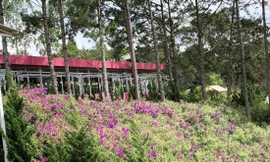 Nhà hàng trên đất rừng phòng hộ Ảnh: K.A