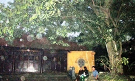 Cây sưa 400 tuổi bị chặt trộm cành giữa đêm bão