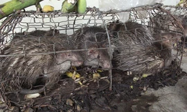 Quảng Trị: Thú rừng chết dần trong kho hải quan do vướng thẩm quyền xử lý