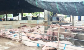 Xuất hiện ổ dịch tả lợn châu Phi thứ 2 tại Quảng Trị.