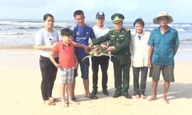 Thả cá thể vích nặng 14 kg về với biển