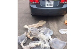 Bắt xế hộp chở động vật hoang dã trái phép