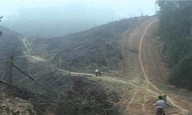 Trưởng phòng quản lý bảo vệ rừng bị hành hung tại nơi làm việc