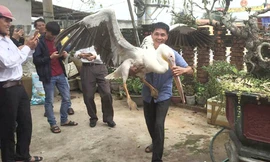 Chim bồ nông quý hiếm sa lầy ở Cửa Việt