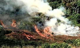 Đốt thực bì, một y sĩ tử nạn