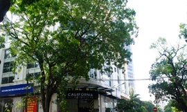 Chợ Âm phủ và cây bồ đề trăm tuổi