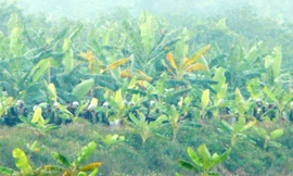 Khu đầm của gia đình anh Vươn bị thu hồi không một đồng bồi thường