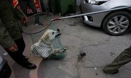 Hà Nội: Đề nghị công an đi cùng tổ đội bắt chó thả rông