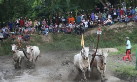 Đôi bò vô địch hội đua chùa Rô: Bò được ăn trứng, uống nước dừa tươi