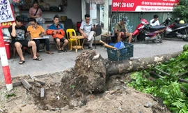 Cảnh báo, phạt đơn vị đào, chặt cây như 'đốn củi' trên vỉa hè Hà Nội