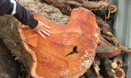 Đấu giá không được, lô gỗ sưa 'trăm tỷ' ở Hà Nội có bị ép giá?