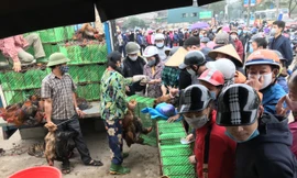 Người dân Hà Nội xếp hàng 'rồng rắn' giải cứu gà đồi Chí Linh