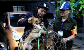 Theo Lãnh đạo Chi cục Thú y Hà Nội, nếu gặp phải những chú chó cảnh có giá trị lớn, để xảy ra sự cố, đội bắt chó thả rông có thể gặp nhiều vấn đề phát sinh. Ảnh: Trường Phong 