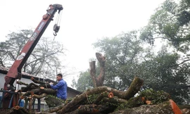 Lãnh đạo xã nói gì vụ lô gỗ sưa 'trăm tỷ' hai lần mở bán bất thành?