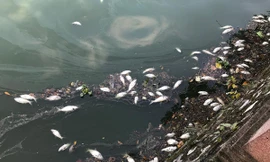 Bất ngờ nguyên nhân cá chết nổi khắp Hồ Tây 