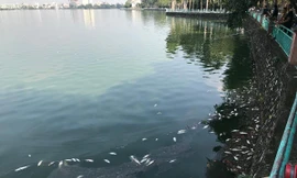 Kết quả quan trắc nước hồ Tây sau hiện tượng cá chết ra sao?