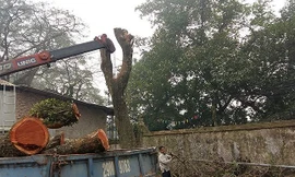 Lô gỗ sưa 'trăm tỷ' ở Hà Nội được định giá khởi điểm thế nào?