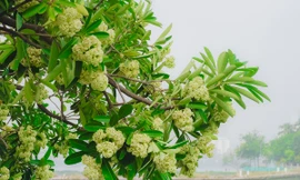 Hoa sữa nở rộ khiến người dân Hà Nội khổ sở