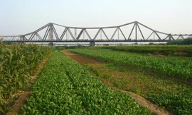 Kiến nghị đẩy nhanh lập quy hoạch vùng bãi sông Hồng