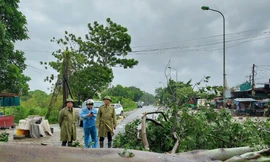Hà Nội: Giải toả ngay cây xanh gãy đổ, đảm bảo giao thông Quốc lộ 6