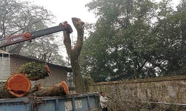 Khách hàng muốn đấu giá lô gỗ sưa ở Hà Nội phải đặt cọc gần 10 tỷ