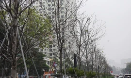 Hàng cây phong lá đỏ sắp bị thay thế ở Hà Nội