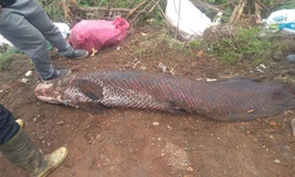 Thực hư thông tin bắt được cá 'khủng' 100 kg ở sông Nhuệ