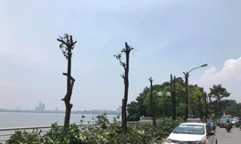 Những cây hoa sữa được cắt cành, chuẩn bị được vận chuyển để trồng ở bãi rác Nam Sơn. Ảnh: QP