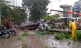 Cây đổ tại Hà Nội