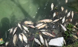 Cá chết nổi trắng một góc hồ Tây