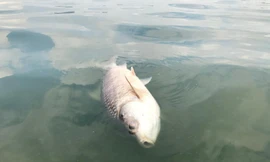 Công ty thoát nước Hà Nội nói gì về hiện tượng cá chết ở hồ Tây?