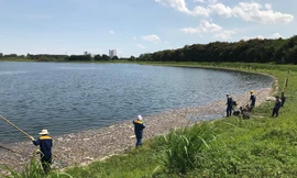 Vì sao cá chết hàng loạt tại hồ điều hòa Yên Sở?