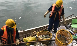 Vớt từng sọt cá chết ở hồ Tây