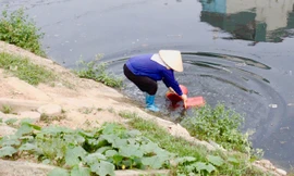 Tưới rau bằng ‘nước đen’ của sông Tô Lịch