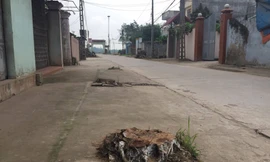 Nhiều cây xanh bị chặt hạ trong chiến dịch lập lại trật tự vỉa hè, lòng đường
