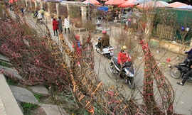 Đào rừng bày bán ở Hà Nội dịp Tết. Ảnh: Trường Phong