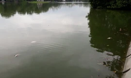 Một số con cá chết nổi ở hồ Gươm sáng nay, 22/8. Ảnh: PV