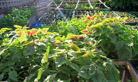 Cận cảnh vườn rau xanh tốt quanh năm ở Trường Sa