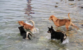 Cảnh khuyển ở Trường Sa bắt cá, tuần tra cùng chiến sĩ