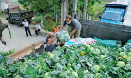 Hải Dương: Thu hoạch nông sản trong vùng phong tỏa COVID-19