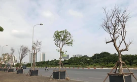 Cách trồng cây ‘khác lạ’ trên vỉa hè Hà Nội