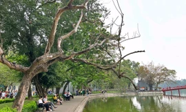 'Chốt' ngày chặt hạ 3 cây sưa quý hiếm chết ven hồ Gươm