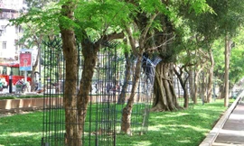 'Mặc giáp sắt' cho loạt cây quý ở Công viên Thống nhất sau khi bỏ hàng rào
