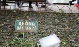 Hà Nội: Xử phạt việc xả rác, giẫm đạp thảm cỏ vườn hoa