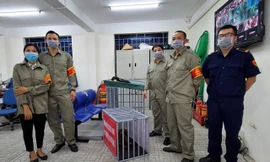 Hà Nội: Quận Ba Đình lập đội bắt chó thả rông