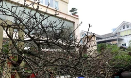 Muốn phân biệt đào rừng, đào nhà phải có hướng dẫn cụ thể